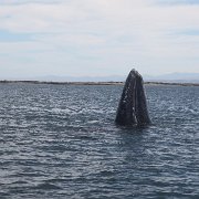 IMG 0001 2 (56)